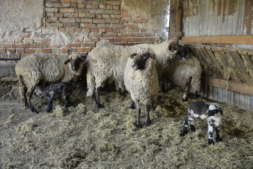 Hînsa Dumitru, crescător de ovine