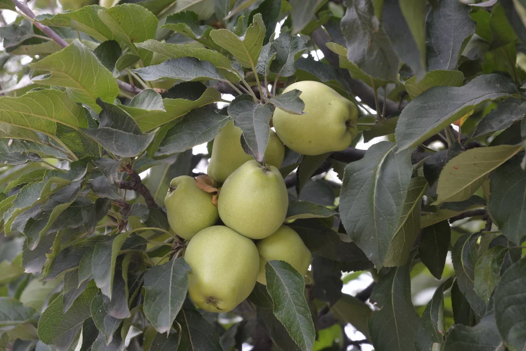 Olteanu Cornelia, producător de fructe