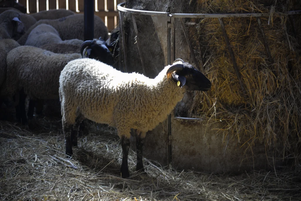 Gheorghiță Mircea, crescător de ovine