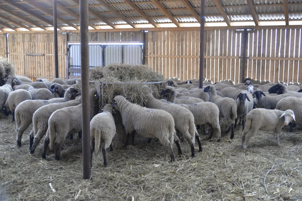 Gheorghiță Mircea, crescător de ovine