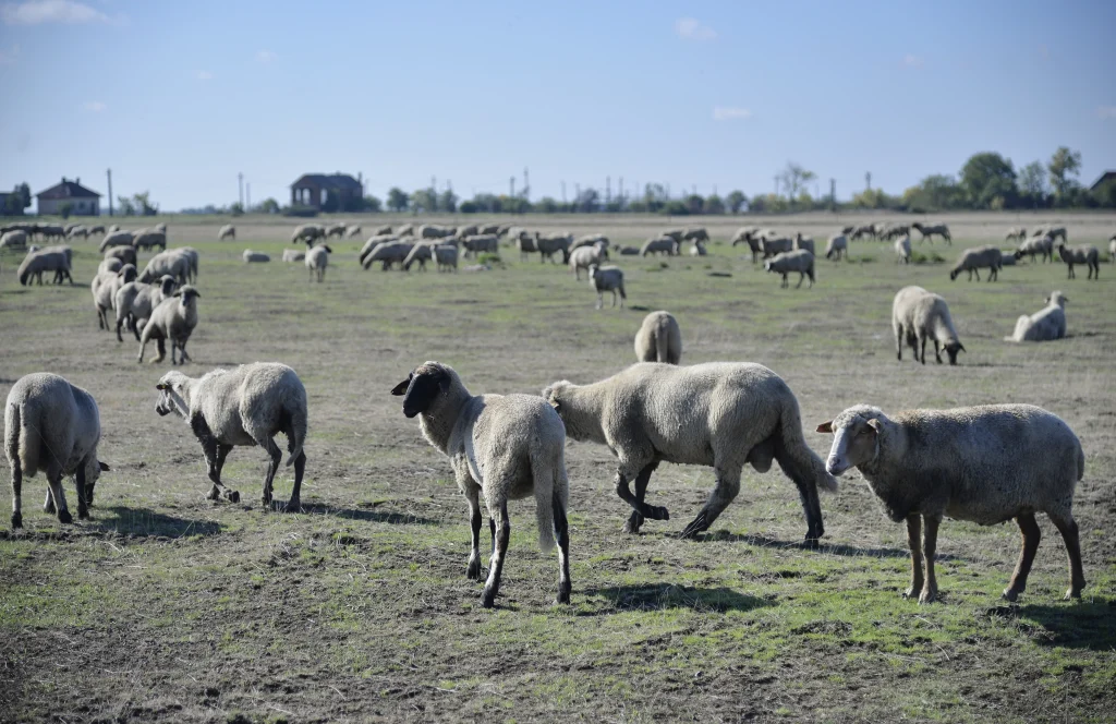 Gheorghiță Mircea, crescător de ovine