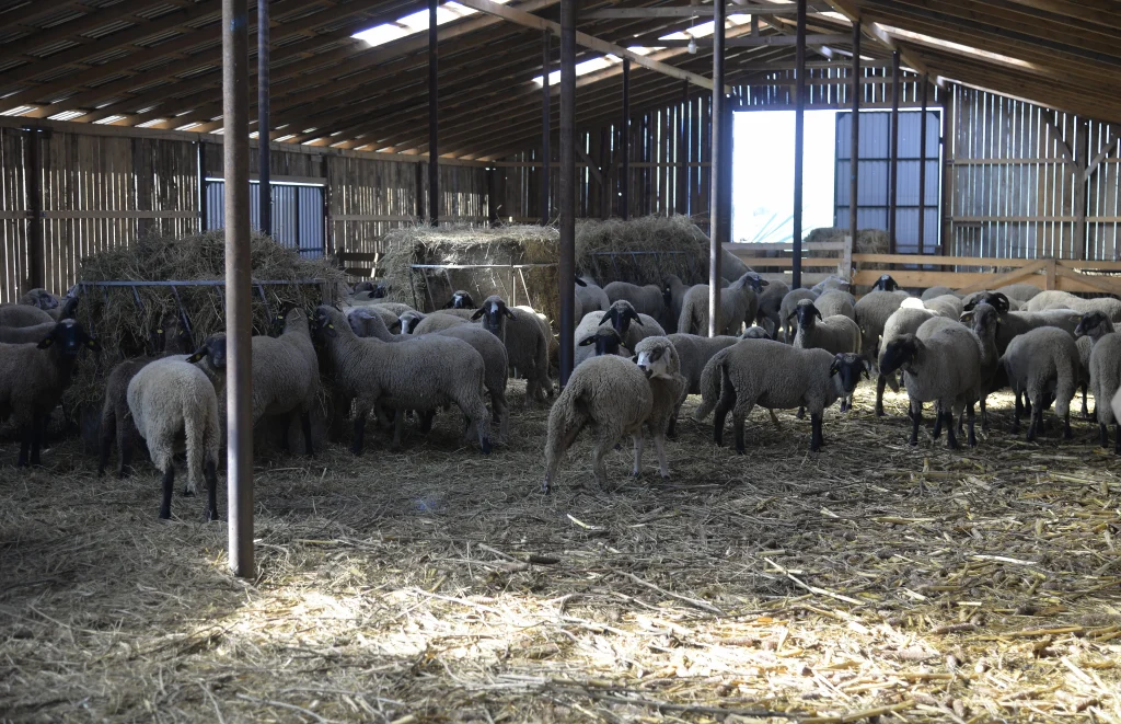 Gheorghiță Mircea, crescător de ovine