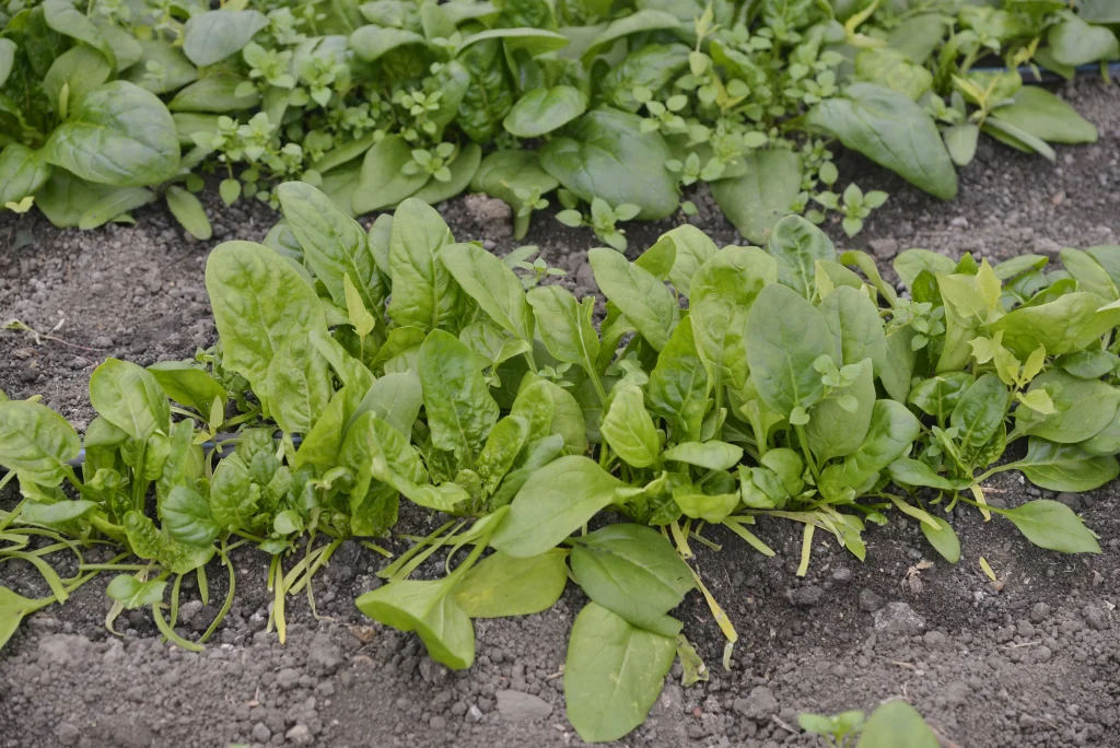 Haureș Ion, producător de legume