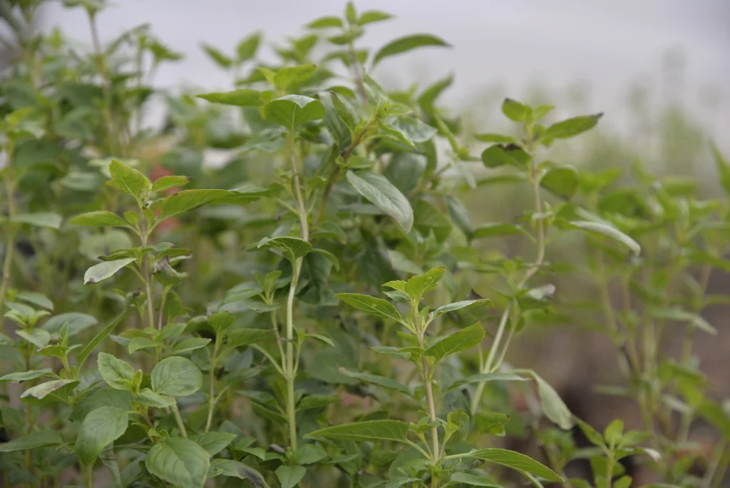 Tiran Ioan, producător de flori și plante aromatice