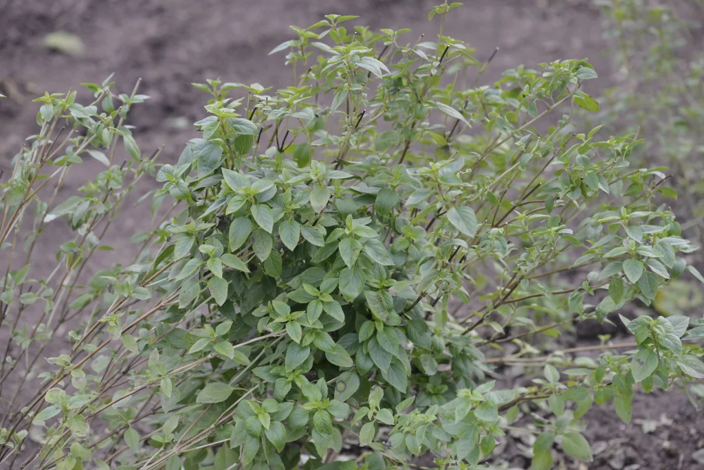 Tiran Ioan, producător de flori și plante aromatice