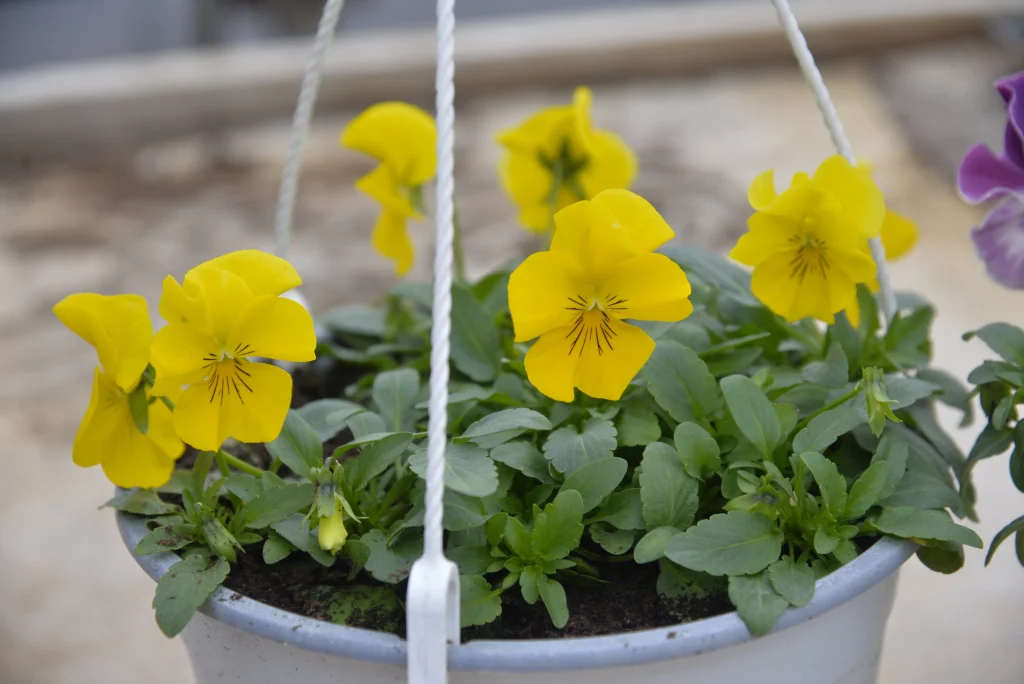 Tiran Ioan, producător de flori și plante aromatice