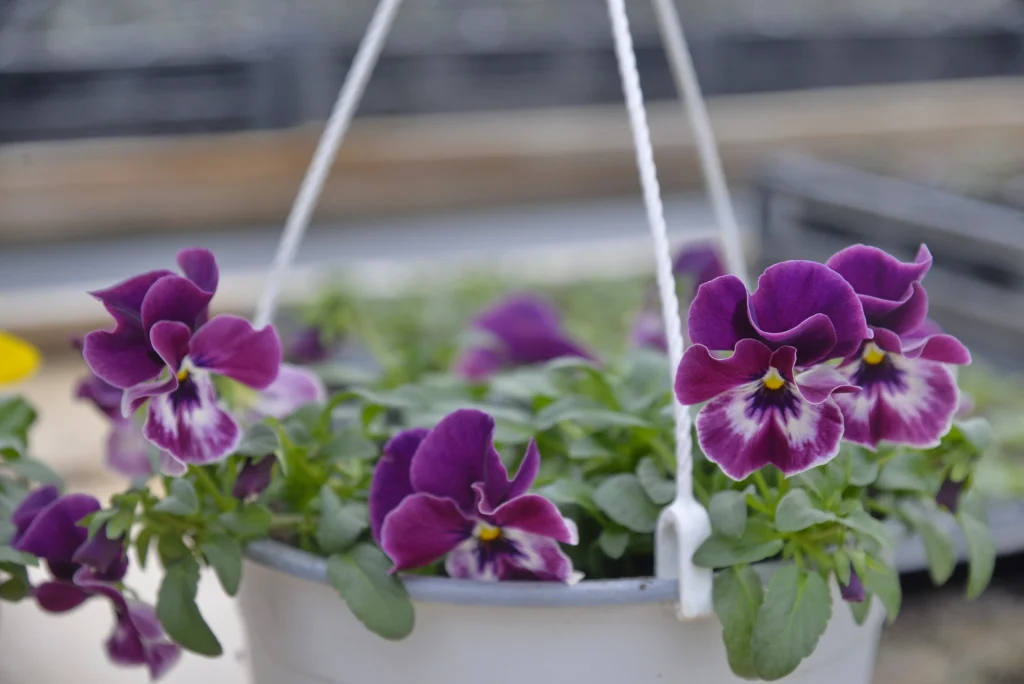Tiran Ioan, producător de flori și plante aromatice