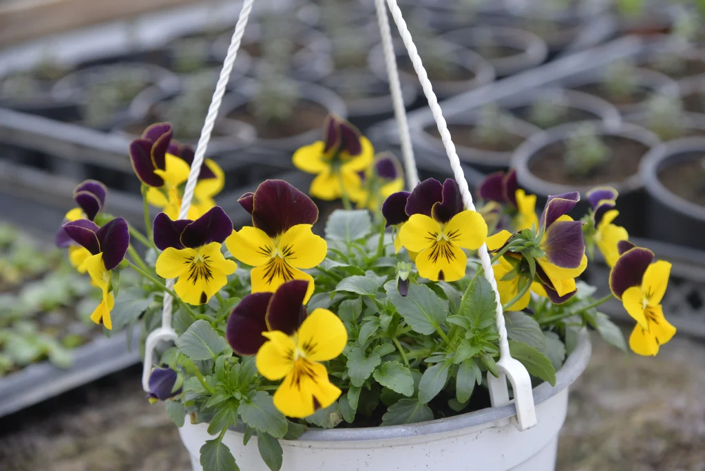 Tiran Ioan, producător de flori și plante aromatice