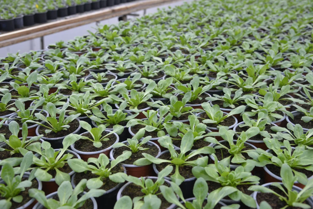 Tiran Ioan, producător de flori și plante aromatice
