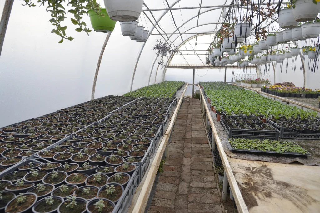 Tiran Ioan, producător de flori și plante aromatice