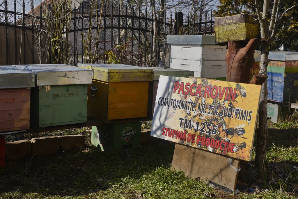 Pașca Rovin, apicultor