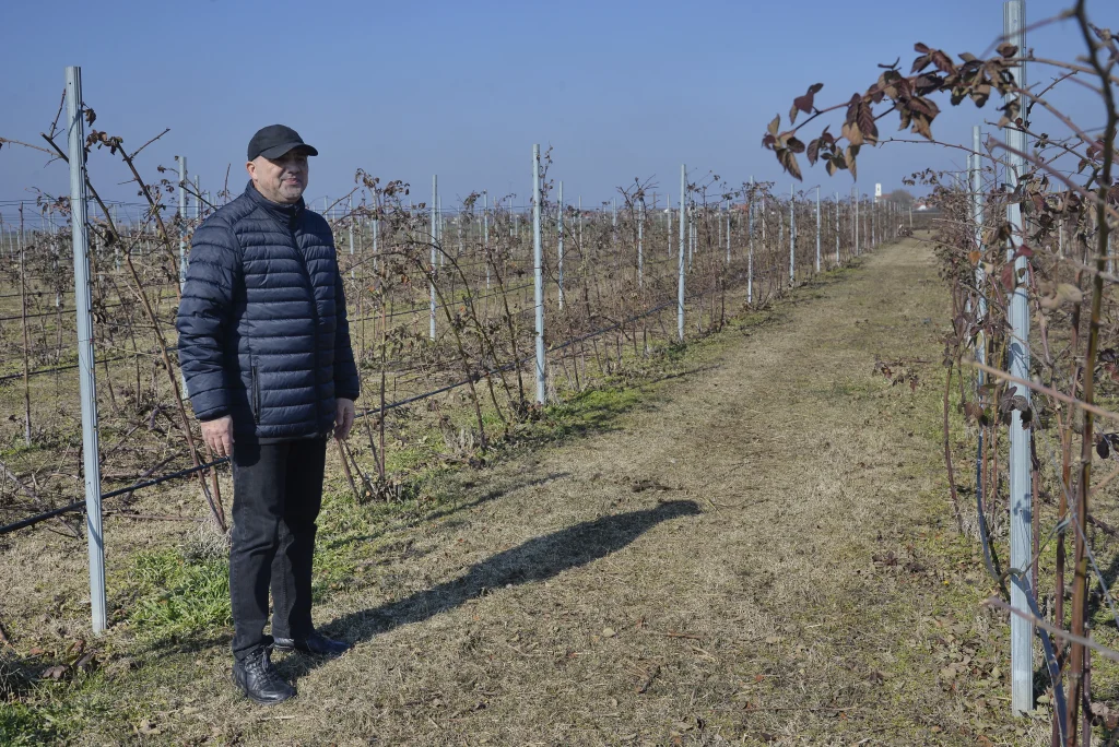 Boanchiș Dorin, producător de fructe