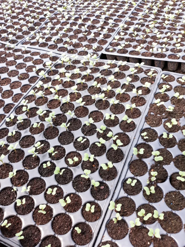 S.C. Basti Agro SRL