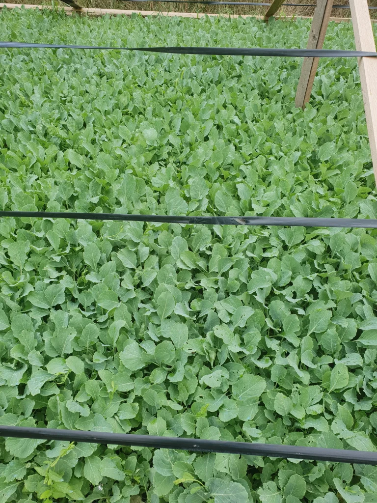 S.C. Basti Agro SRL