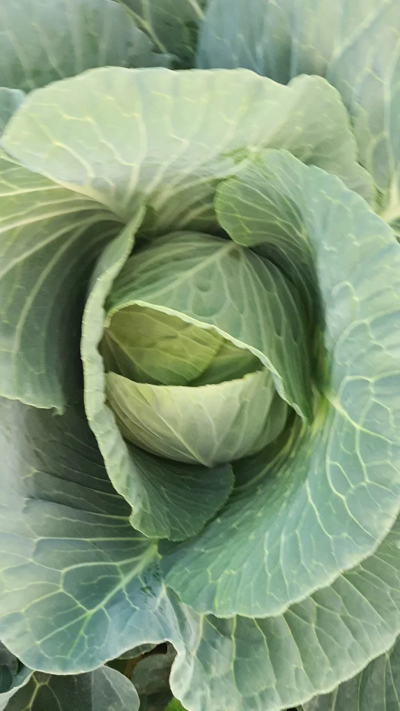 S.C. Basti Agro SRL