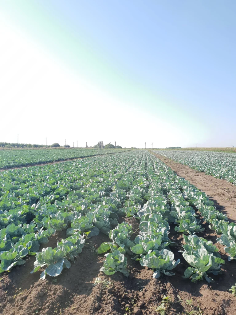 S.C. Basti Agro SRL