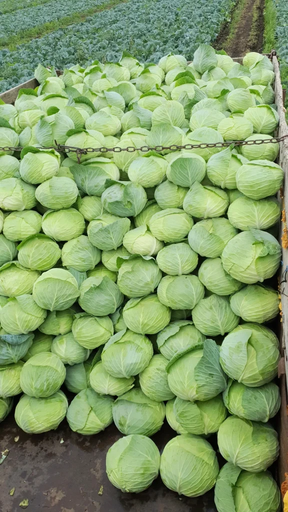 S.C. Basti Agro SRL