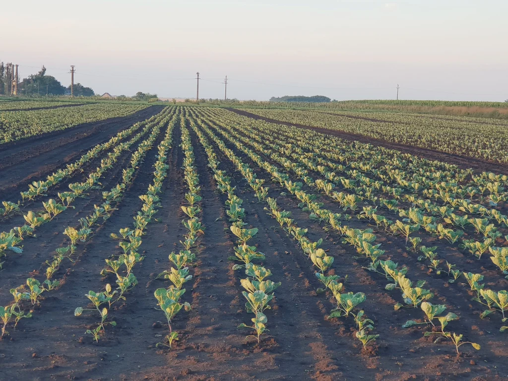 S.C. Basti Agro SRL