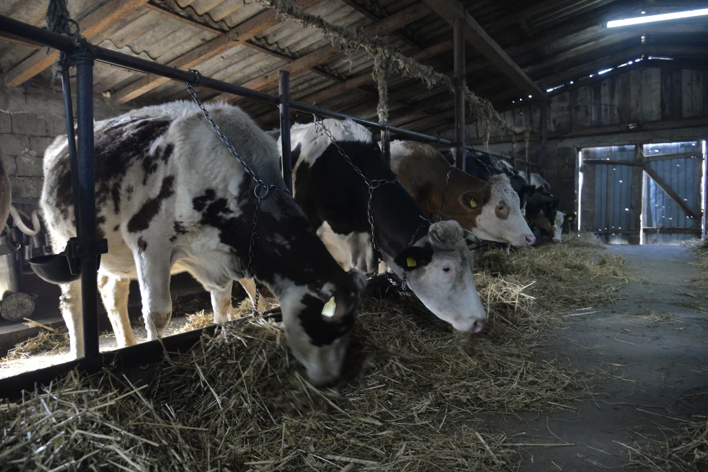 Bîșcă Mihai, crescător de bovine