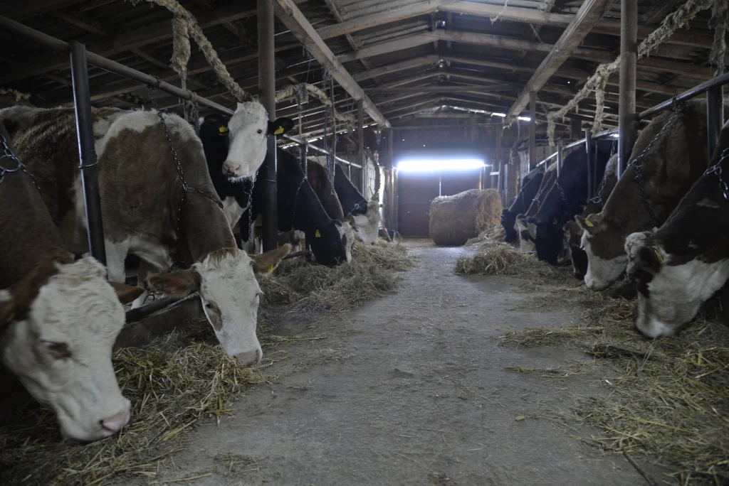 Bîșcă Mihai, crescător de bovine