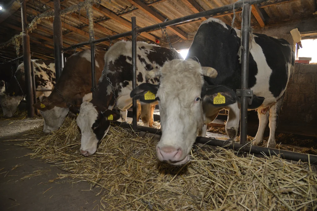 Bîșcă Mihai, crescător de bovine
