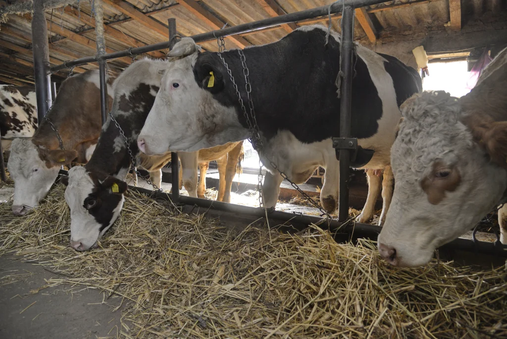 Bîșcă Mihai, crescător de bovine