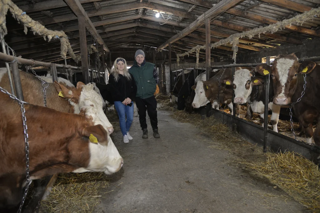 Bîșcă Mihai, crescător de bovine