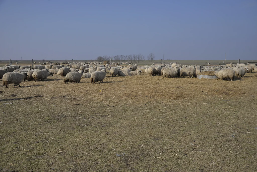 Popa Vasile, crescător de ovine