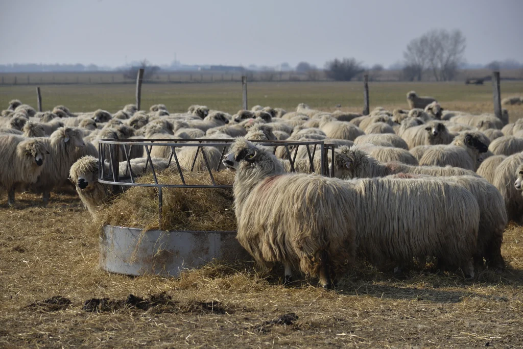 Popa Vasile, crescător de ovine