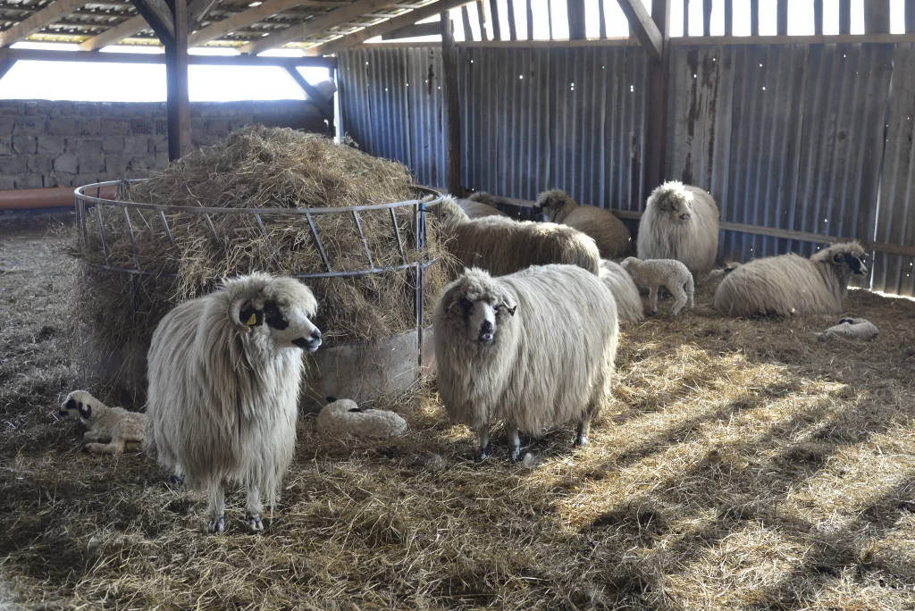 Popa Vasile, crescător de ovine