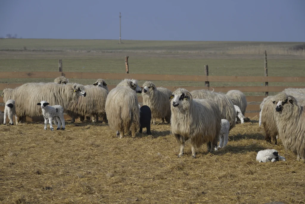 Popa Vasile, crescător de ovine