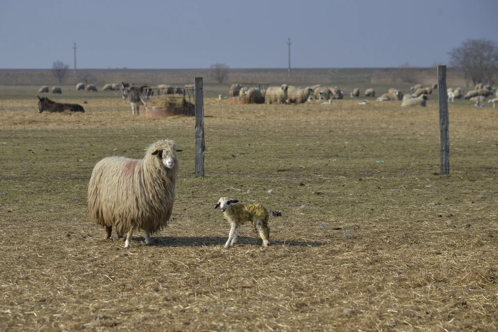 Popa Vasile, crescător de ovine