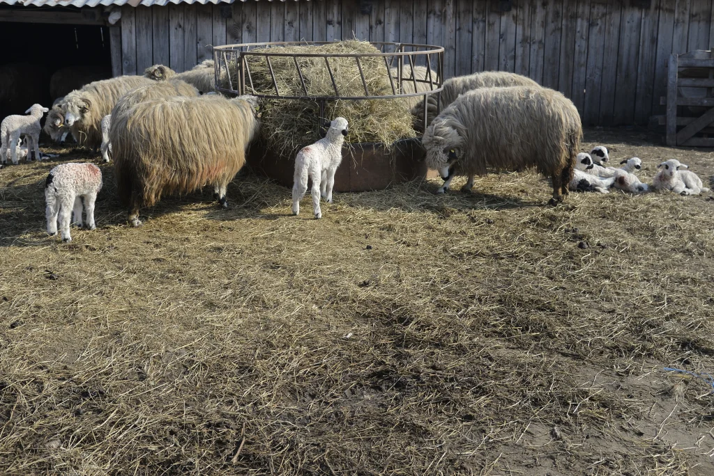 Popa Vasile, crescător de ovine