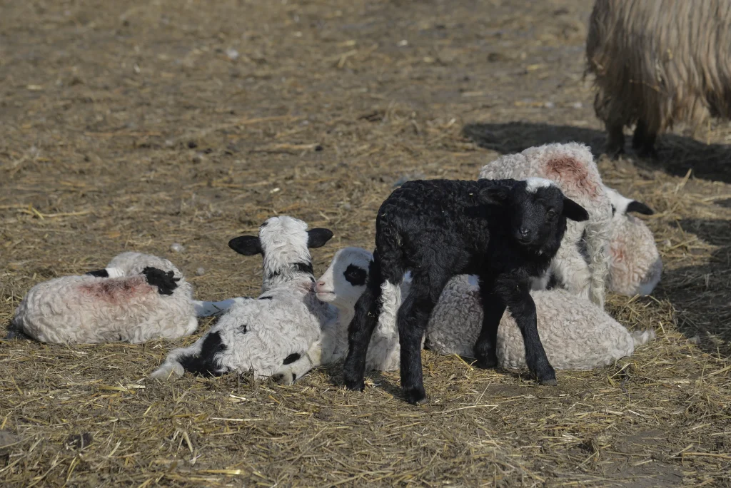 Popa Vasile, crescător de ovine
