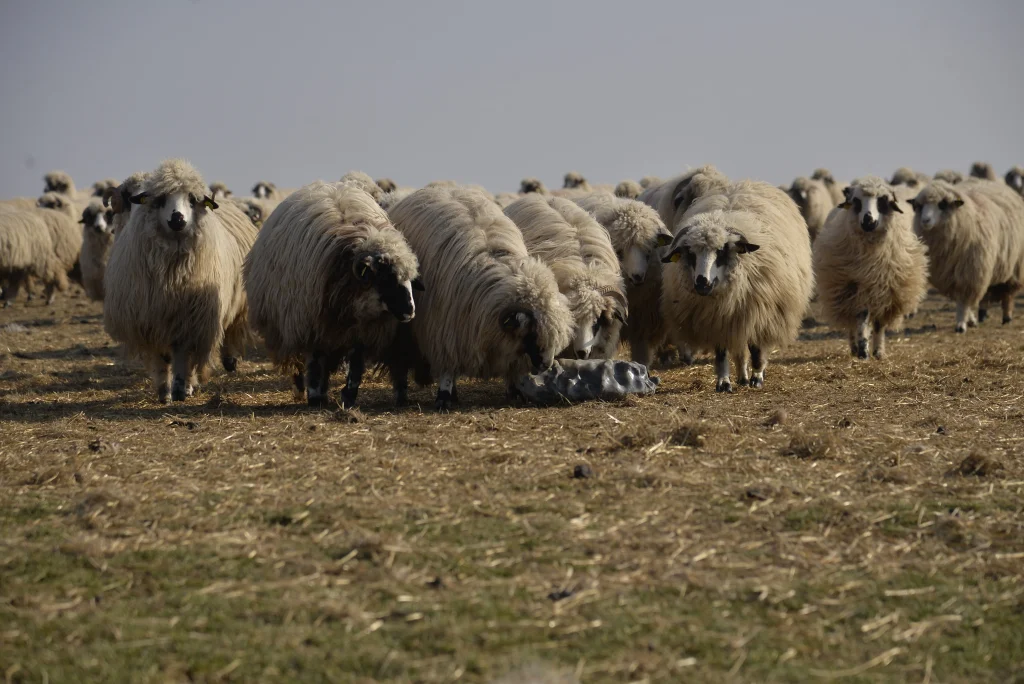 Popa Vasile, crescător de ovine
