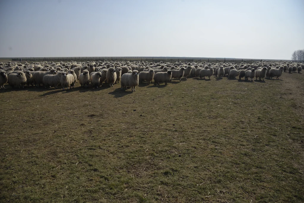 Popa Vasile, crescător de ovine