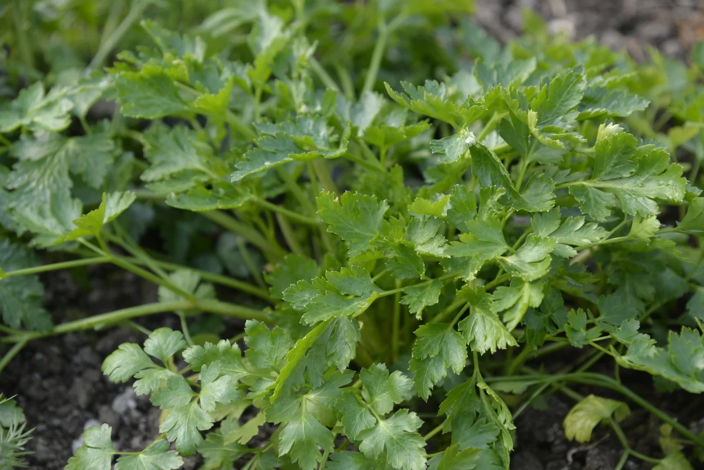 Neag Emil, apicultor și producător de legume
