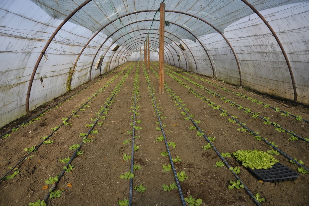 Neag Emil, apicultor și producător de legume