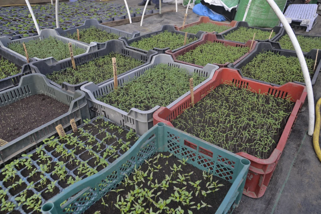 Mursa Salon, producător de legume