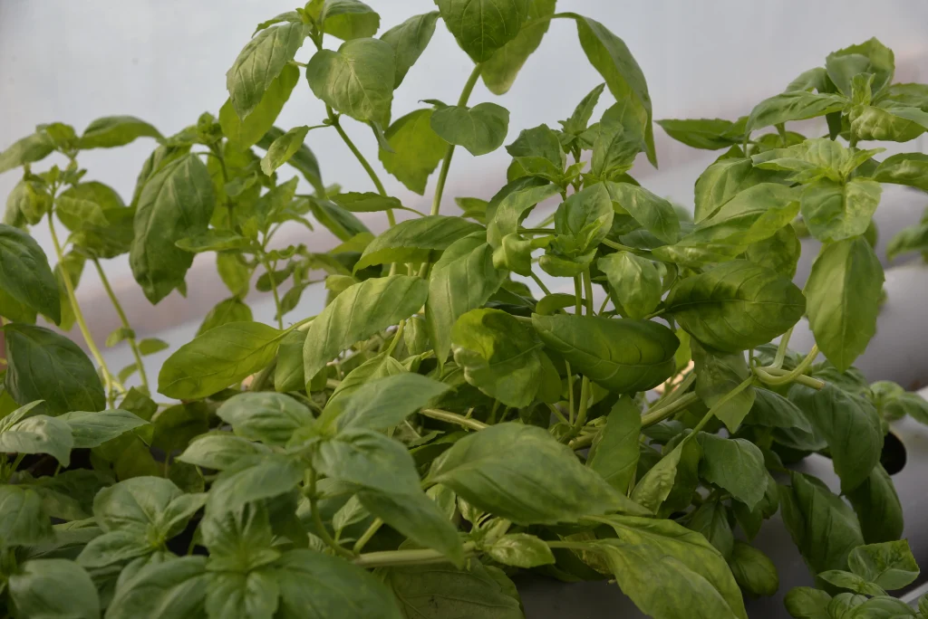 Bota Emese și Bota Sebastian, producători plante aromatice