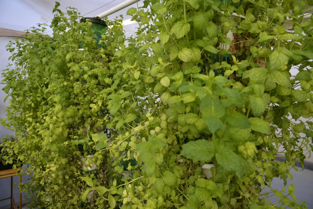 Bota Emese și Bota Sebastian, producători plante aromatice