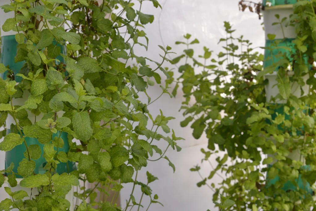 Bota Emese și Bota Sebastian, producători plante aromatice