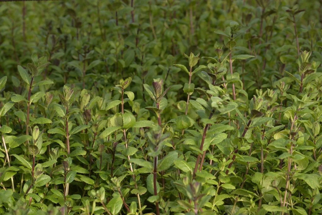 Bota Emese și Bota Sebastian, producători plante aromatice