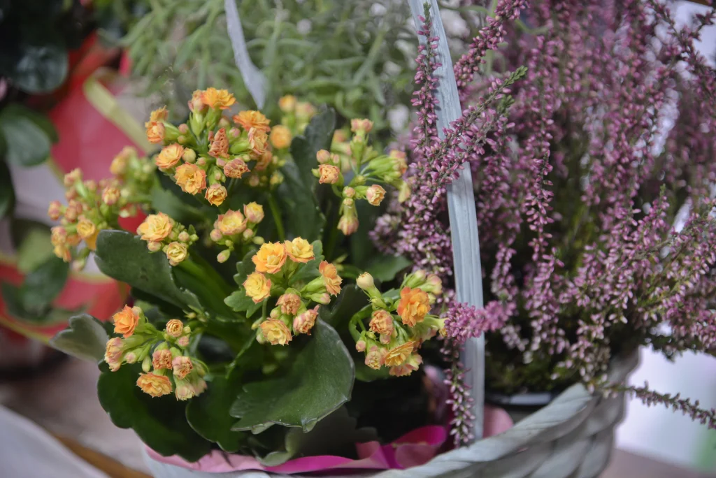 S.C. Miranice Flowers S.R.L